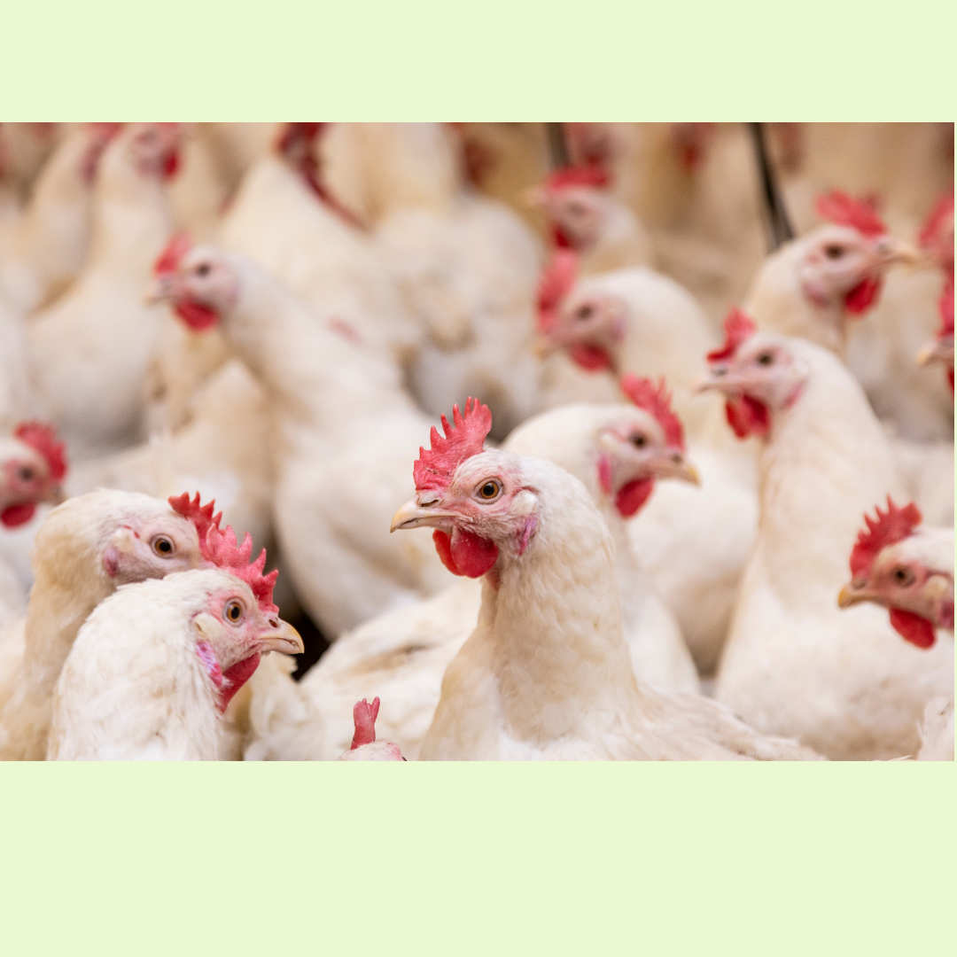 CHICKEN