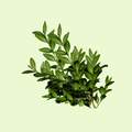 Fenugreek Leaves / Methi (میتھی)