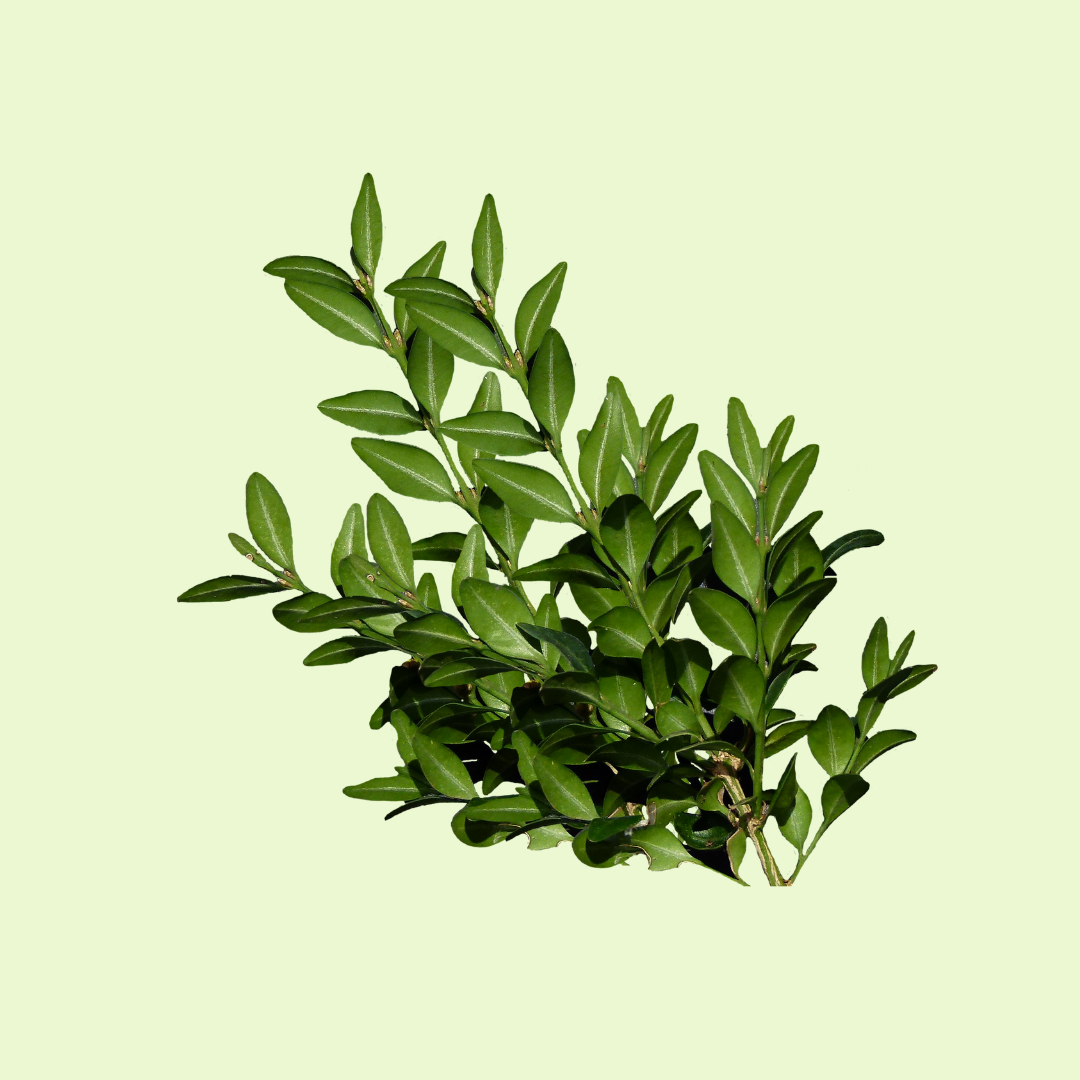 Fenugreek Leaves / Methi (میتھی)