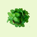Peppermint / Podina (پودینہ)