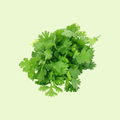 Coriander / Dhania  (دھنیا)