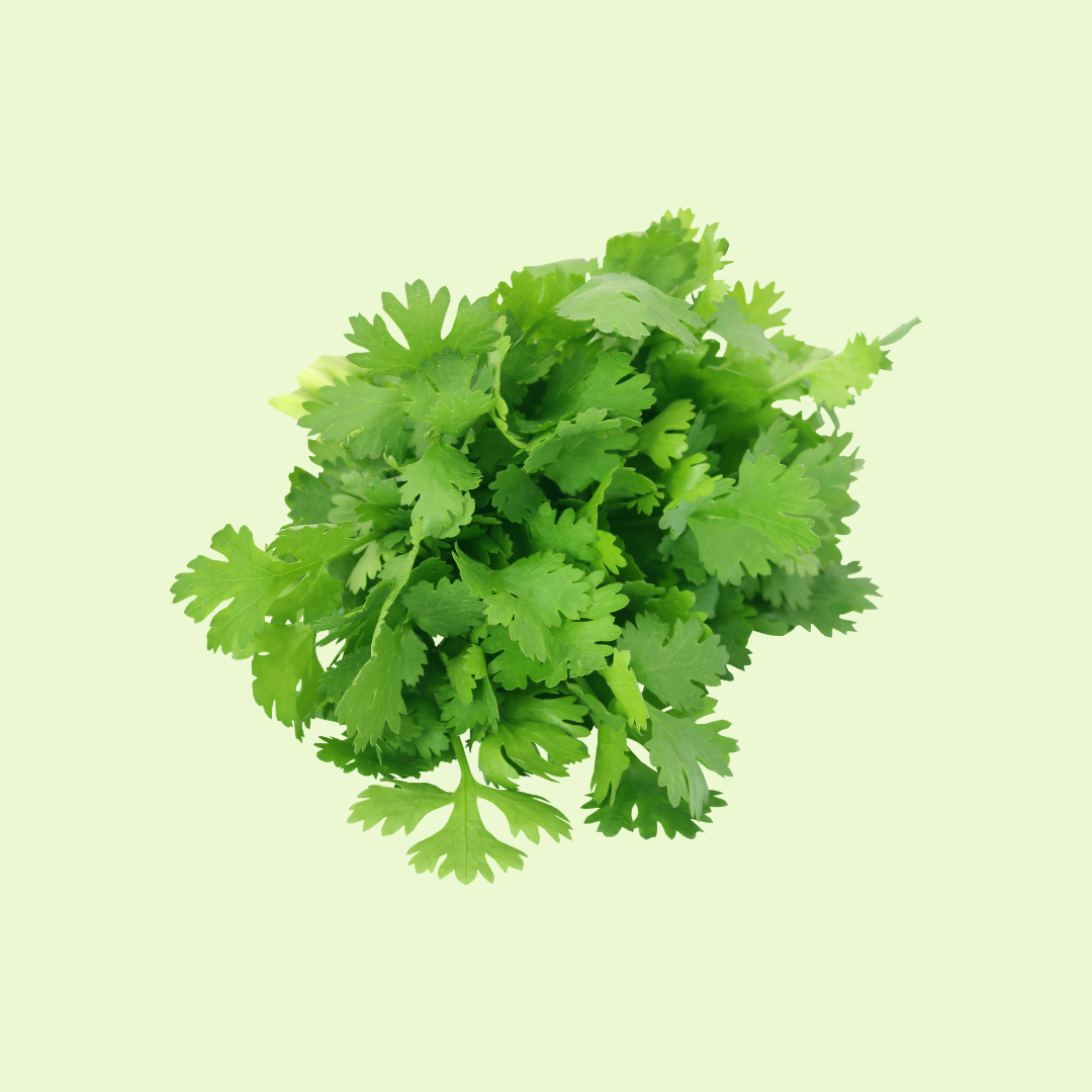 Coriander / Dhania  (دھنیا)