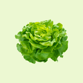 Salad Leaves (سلاد پتے)