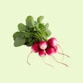 Radish
